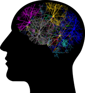 Neural network and human brain